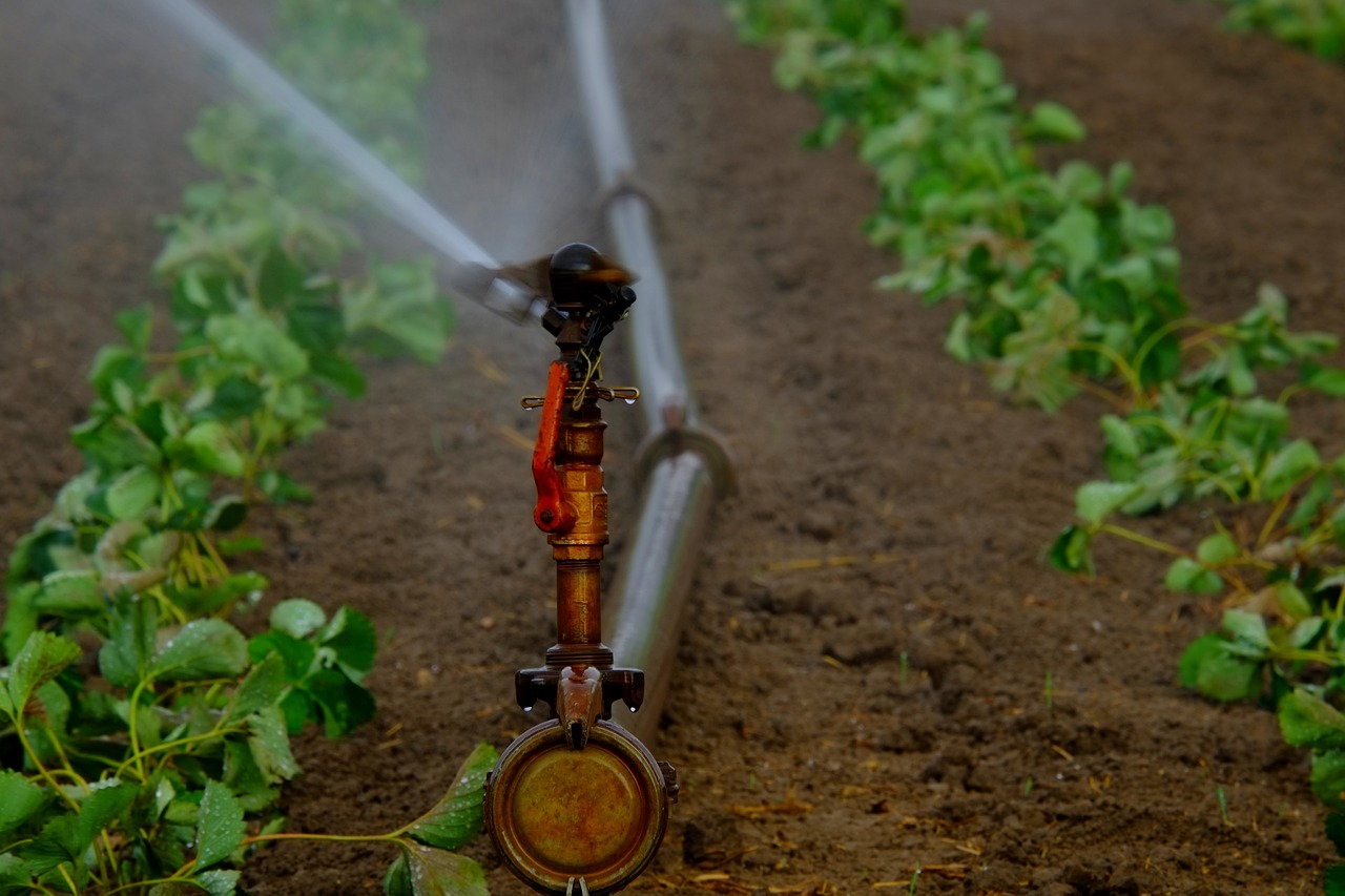 How to Set Up a DIY Greenhouse for Winter Vegetables